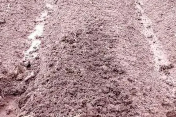 早春露地西瓜的种植技术，可采用温床农膜拱棚进行育苗