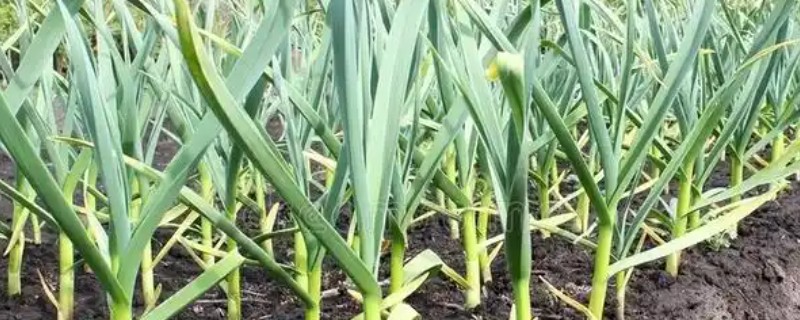怎么种植独蒜，可采用穴播、点播、条播等方法