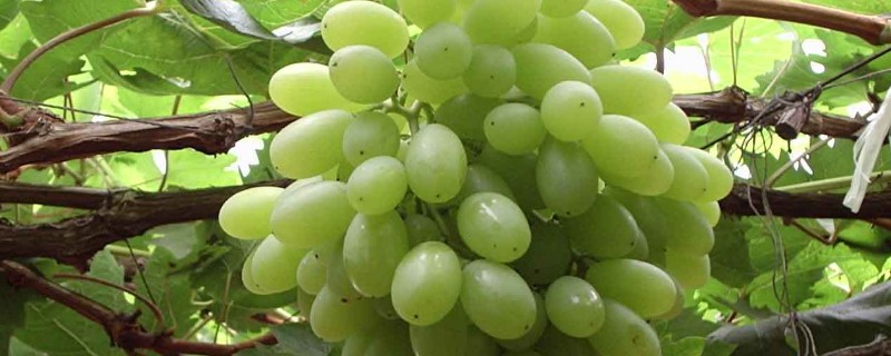 哪种葡萄呈青色而且很甜，常见香妃葡萄、阳光玫瑰等品种