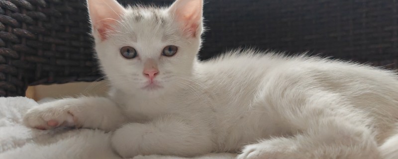 10天的小猫拉稀怎么处理，最好马上带去医院