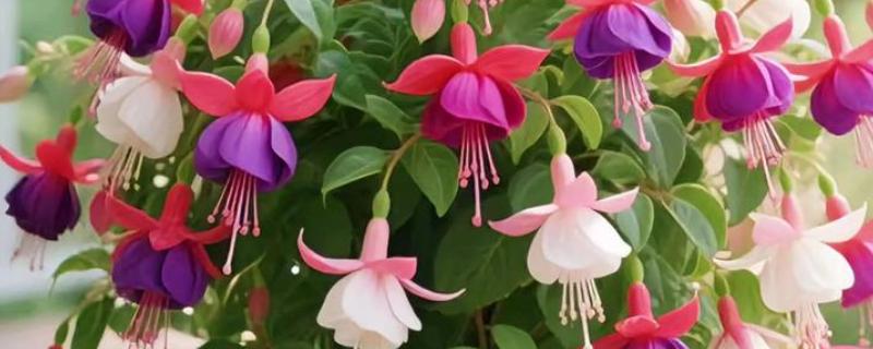 灯笼花叶子干枯怎么救治，需增加浇水并减少光照