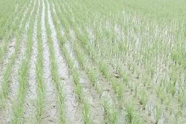 棉花枯萎病怎么防治，需轮作倒茬、加强管理等