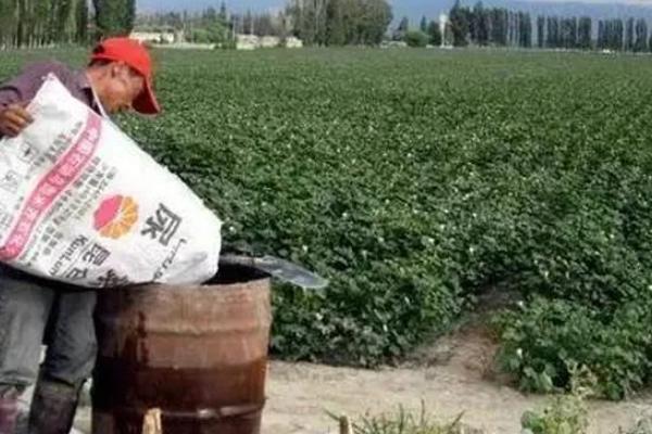 棉花枯萎病怎么防治，需轮作倒茬、加强管理等
