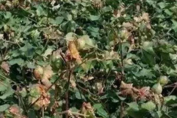 棉花枯萎病怎么防治，需轮作倒茬、加强管理等