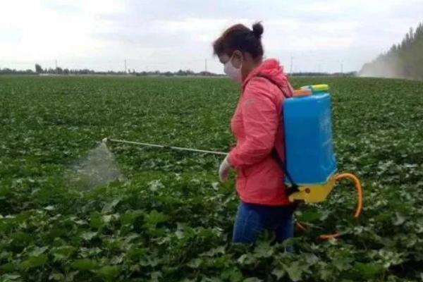 棉花枯萎病怎么防治，需轮作倒茬、加强管理等