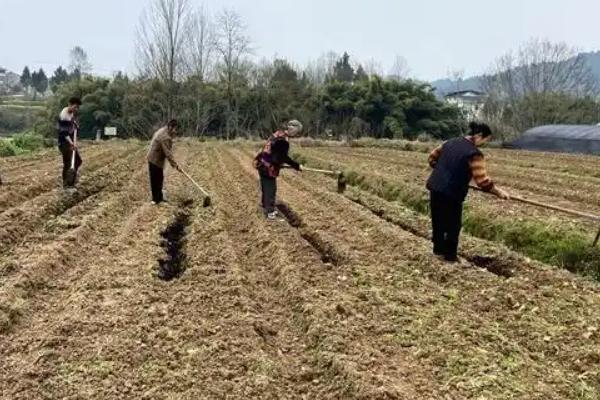 黑豆的种植方法，可采取纯种或玉米间种