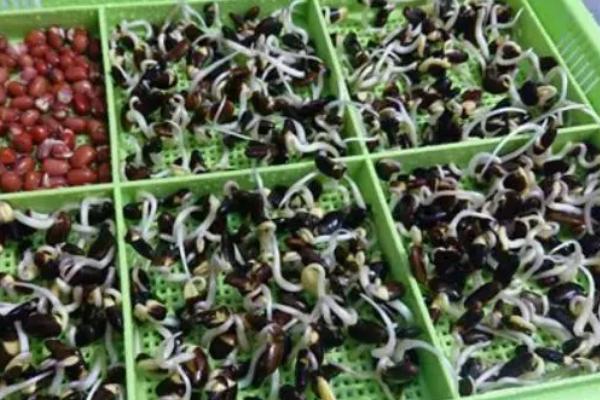 黑豆的种植方法，可采取纯种或玉米间种
