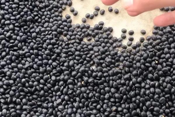 黑豆的种植方法，可采取纯种或玉米间种