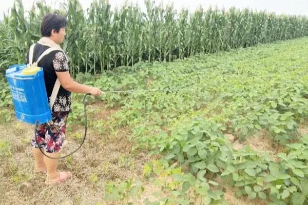 黑豆的种植方法，可采取纯种或玉米间种
