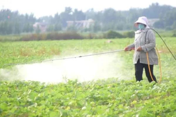 黑豆的种植方法，可采取纯种或玉米间种