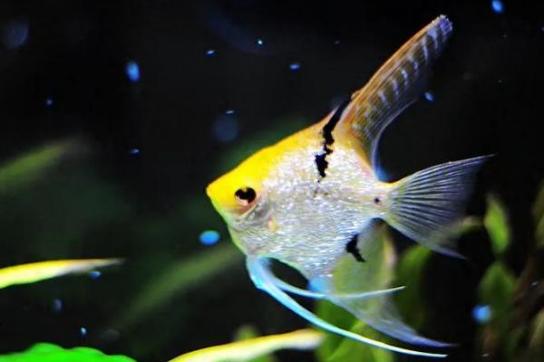 熊猫神仙鱼好不好养，难度较低新手也可以尝试