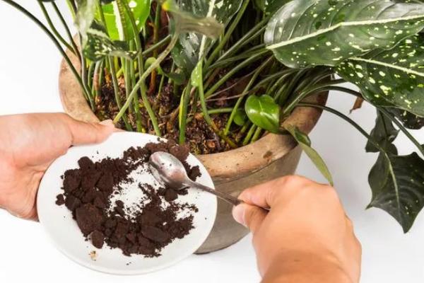 有哪些不适合咖啡渣的植物，常见的有栀子花、绿萝、吊兰等
