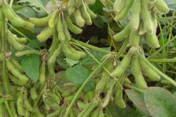 高蛋白大豆的种植要点，首先要选择优质品种
