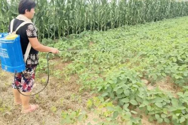 高蛋白大豆的种植要点，首先要选择优质品种