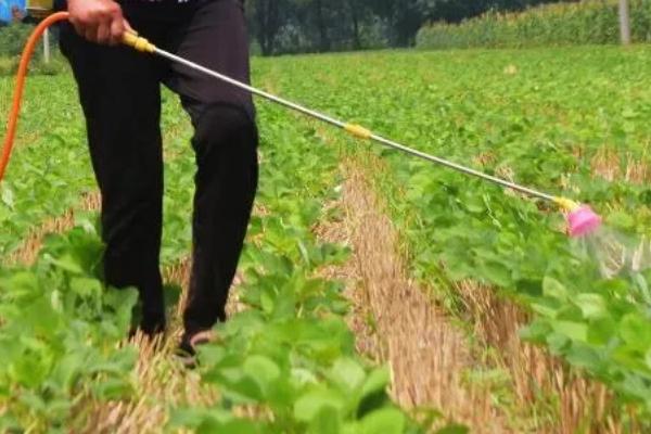高蛋白大豆的种植要点，首先要选择优质品种