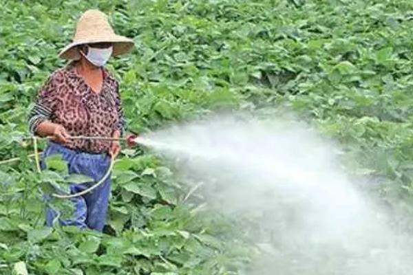 高蛋白大豆的种植要点，首先要选择优质品种
