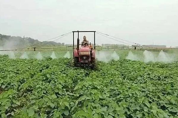 高蛋白大豆的种植要点，首先要选择优质品种