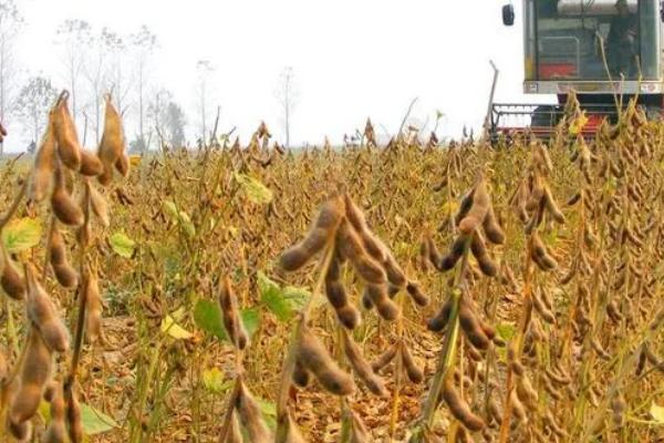 高蛋白大豆的种植要点，首先要选择优质品种