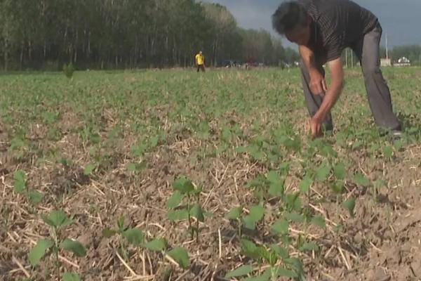 高蛋白大豆的种植要点，首先要选择优质品种