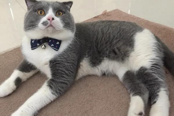 英短是蓝猫吗，英短和蓝猫是同一品种
