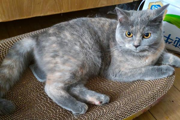 英短是蓝猫吗，英短和蓝猫是同一品种