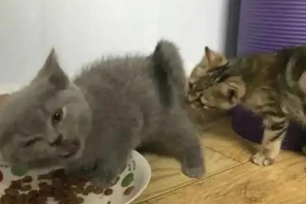 英短是蓝猫吗，英短和蓝猫是同一品种