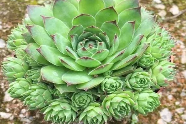观音莲老桩如何配土，需使用比较松软的花土