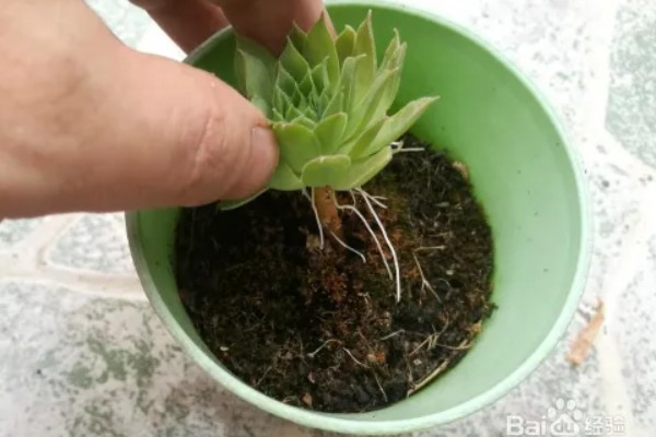 观音莲老桩如何配土，需使用比较松软的花土