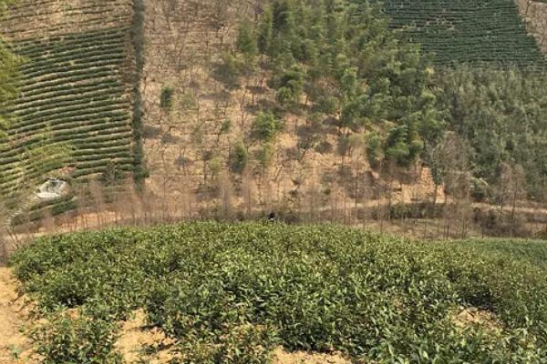 白茶如何种植，土壤要求深翻0.45-0.50米