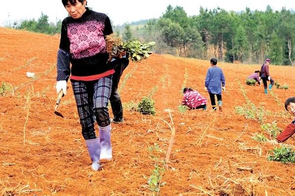 白茶如何种植，土壤要求深翻0.45-0.50米