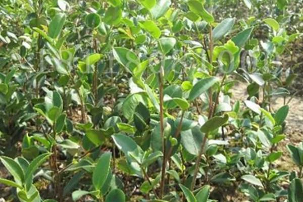 白茶如何种植，土壤要求深翻0.45-0.50米