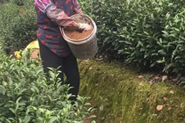 白茶如何种植，土壤要求深翻0.45-0.50米
