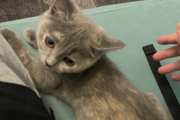 英短是蓝猫吗，英短和蓝猫是同一品种