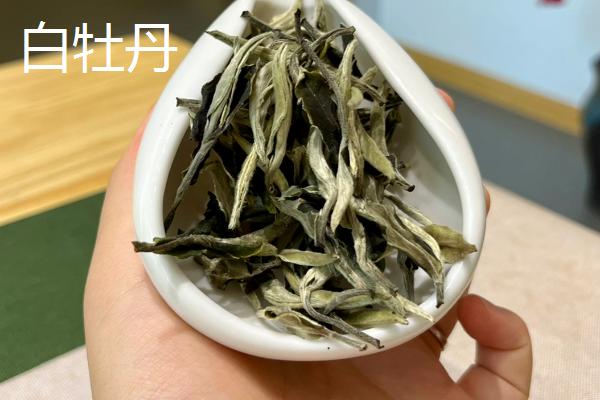 白茶如何种植，土壤要求深翻0.45-0.50米