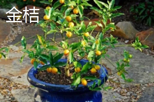 家里种哪种植物风水好，可选择金桔、仙人球等