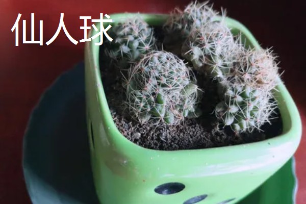 家里种哪种植物风水好，可选择金桔、仙人球等