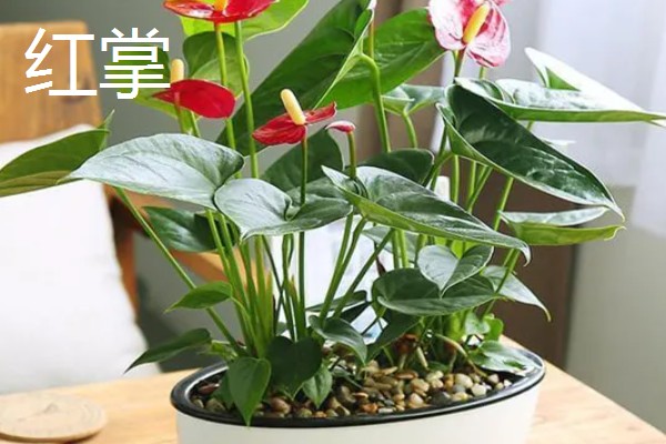 家里种哪种植物风水好，可选择金桔、仙人球等