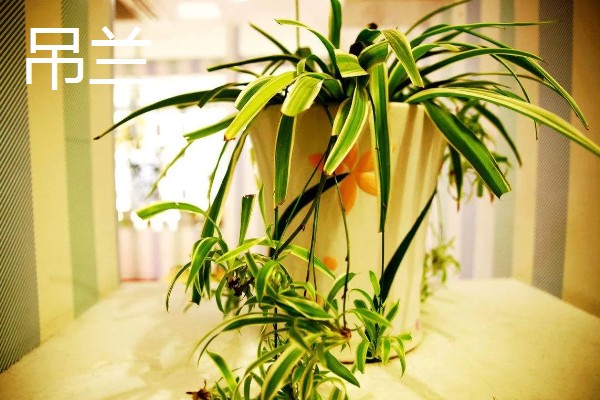 家里种哪种植物风水好，可选择金桔、仙人球等