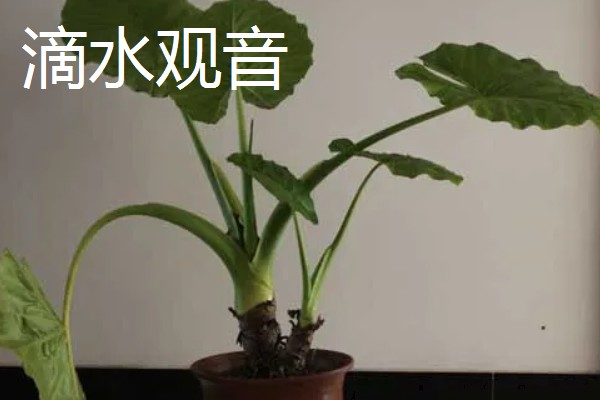 家里种哪种植物风水好，可选择金桔、仙人球等