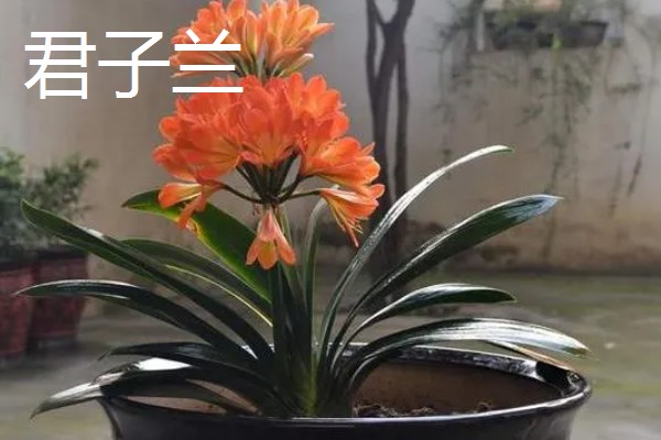 家里种哪种植物风水好，可选择金桔、仙人球等