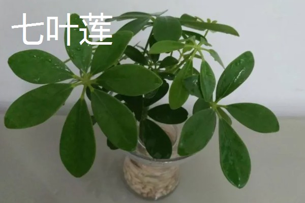 家里种哪种植物风水好，可选择金桔、仙人球等