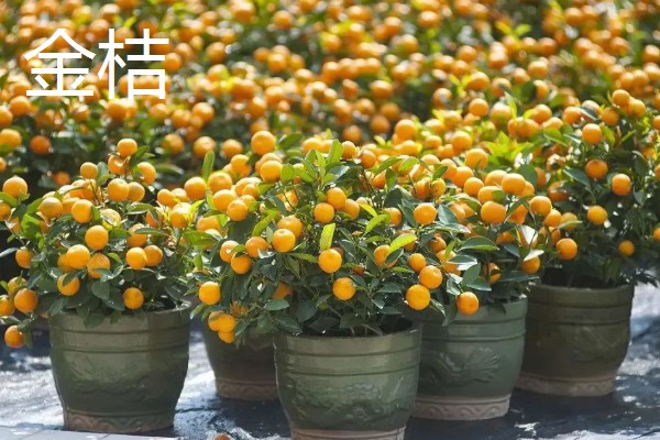 家里种哪种植物风水好，可选择金桔、仙人球等