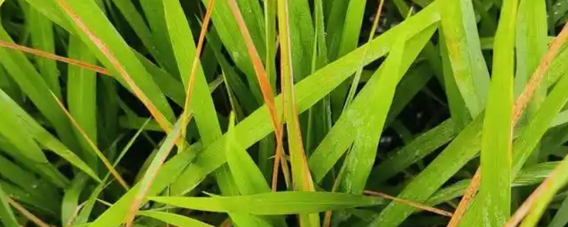 水稻细菌性褐斑病的防治方式，栽培抗病品种并清理杂草具有一定防效