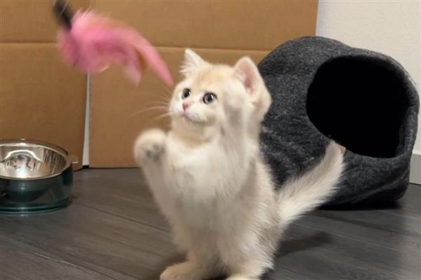 训练猫咪的原则，应在2-3月龄时开始
