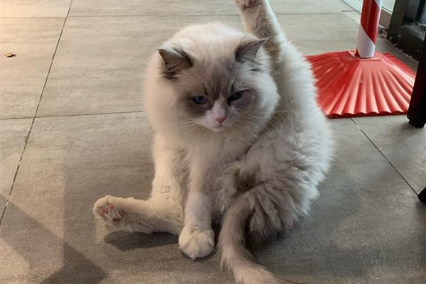 训练猫咪的原则，应在2-3月龄时开始