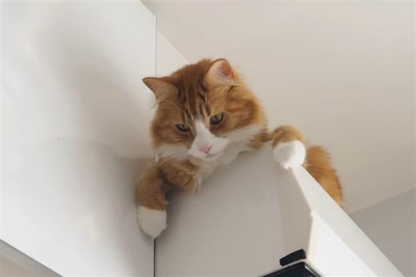 训练猫咪的原则，应在2-3月龄时开始