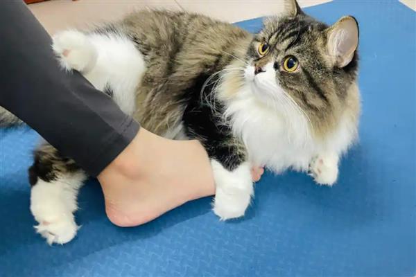 训练猫咪的原则，应在2-3月龄时开始