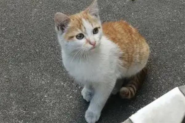 训练猫咪的原则，应在2-3月龄时开始