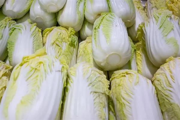 六七月份适合种哪些菜，适合种胡萝卜、番茄、白菜等