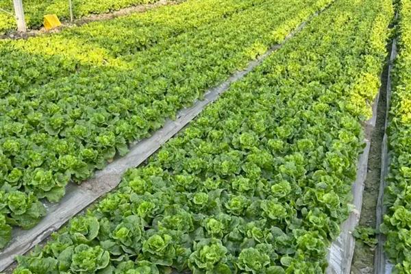 六七月份适合种哪些菜，适合种胡萝卜、番茄、白菜等